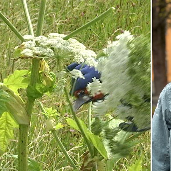 Delad bild. Till vänster: jättebjörnloka i gräs. Till höger: person i blå jacka utomhus.