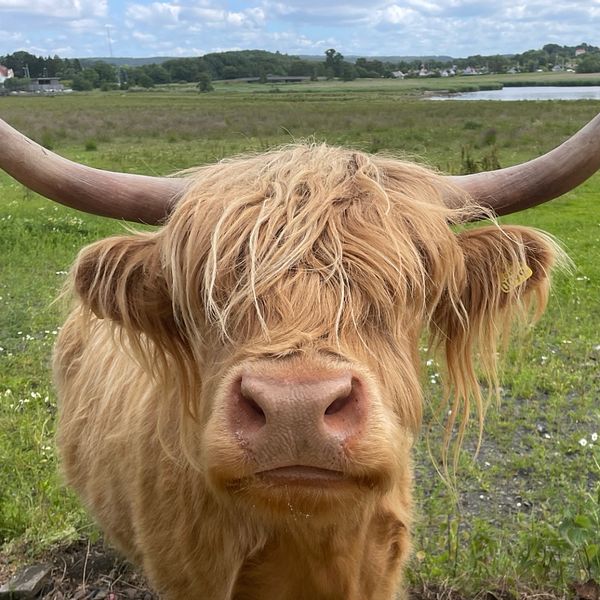 en Highland Cattle-ko, naturreservat Välen