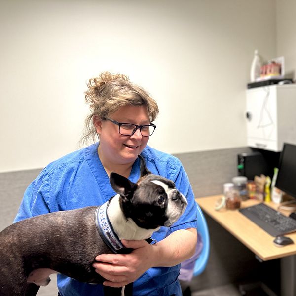 Veterinären Jonna Peterson håller i en svartvit hund i ett undersökningsrum.