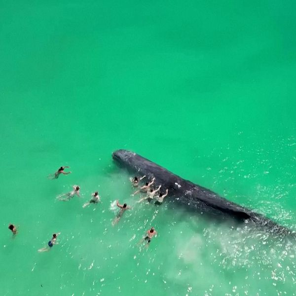En strandad val i Australien