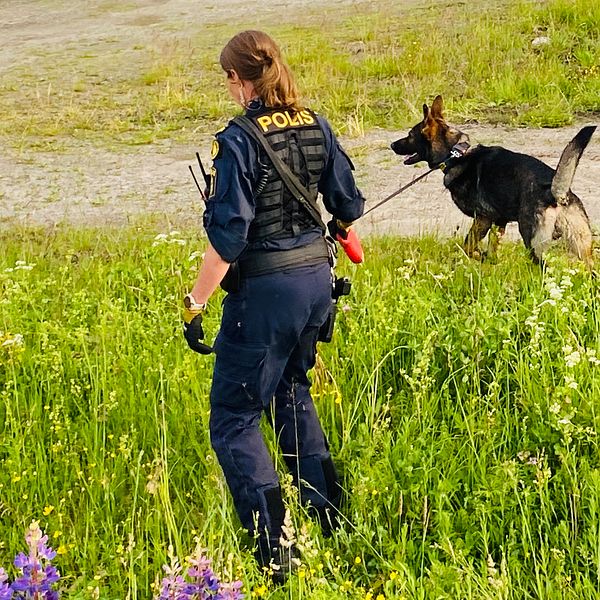 Polis med hund söker utomhus efter misstänkt mord i Kramfors kommun