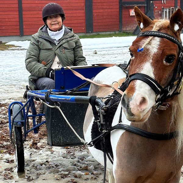 Vivan och ponnyn Rolle ute och kör häst och vagn runt Sidsjön i Sundsvall.