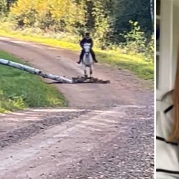 splitbild med träd som faller framför häst och med flicka till göher