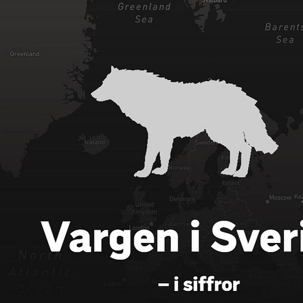 Vit animerad varg med svart bakgrund. Texten: ”Vargen i Sverige – i siffror”