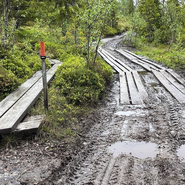 Lerig vandringsled med spång genom grönskande skog och vattenpölar på marken.
