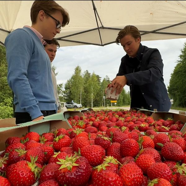 Tre pojkar säljer jordgubbar i ett stånd intill landsvägen i Käxsundet, Storfors.
