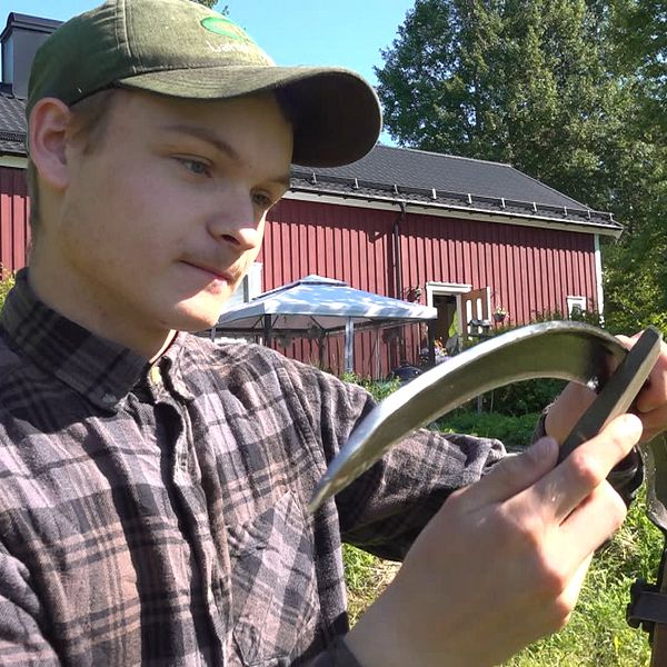 Leo Nordgren i rutig skjorta och keps slipar eggen på sin lie.