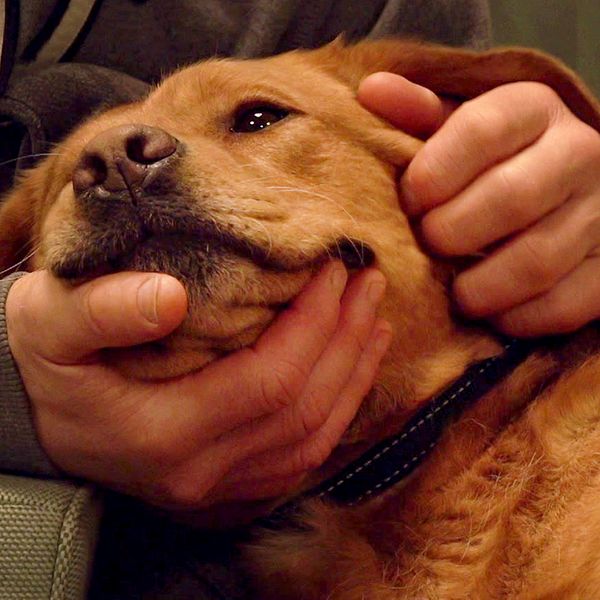 En person klappar en avslappnad hund som vilar på soffan.