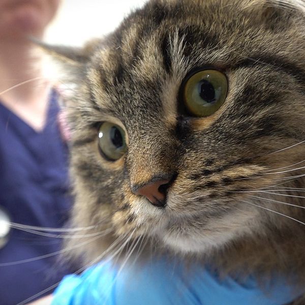 Många katter har drabbats av salmonella i år. På bilden syns en melerad katt i närbild med veterinären i bakgrunden.