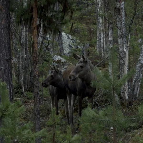 Två älgar står bland träd i en tät skog.