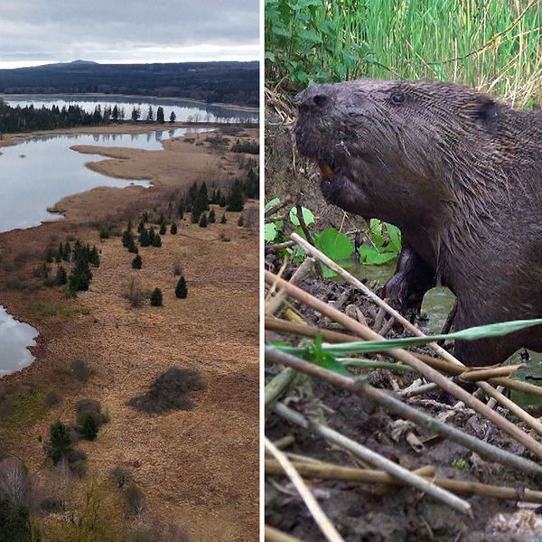 Delad bild: Till vänster en flygbild av en vidsträckt flod med omgivande vegetation och skog i bakgrunden under en mulen himmel. Till höger en närbild av en bäver i en naturskogsmiljö, omgiven av vass och vatten.