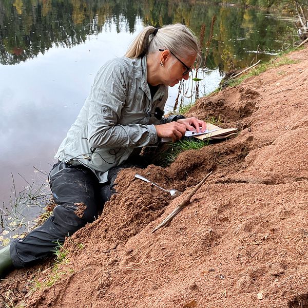 Maturvetare Marianne Pasanen-Mortensen letar efter ägg från sandödla.