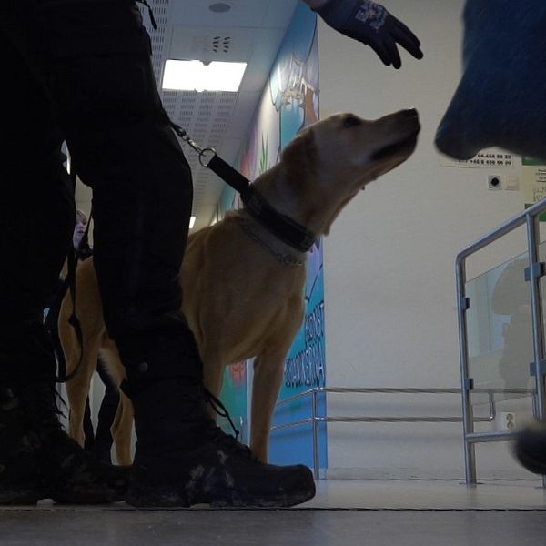 Tulltjänsteman med hund söker igenom passagerare på Västerås flygplats.