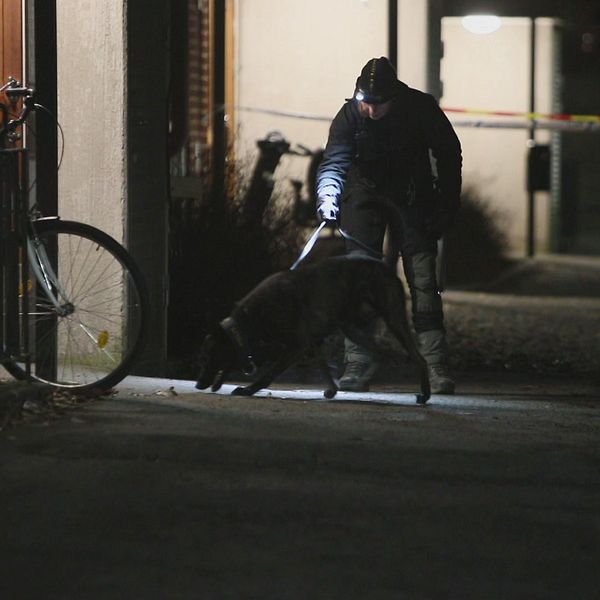 polishund och polis söker utanför ett flerfamiljshus i mörker