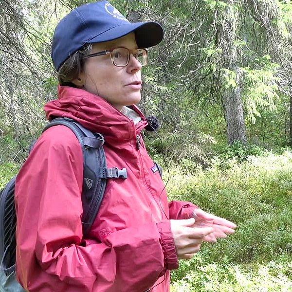 Marie Persson, aktiv i Övertorneås skogsgrupp samt ordförande i Naturskyddsföreningen Norrbotten.