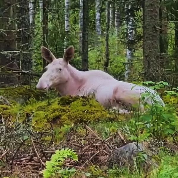En vit älg ligger ned på en grönskande skogsmark omgiven av träd och buskar. Marken är täckt av mossa och några stenar syns i bakgrunden.