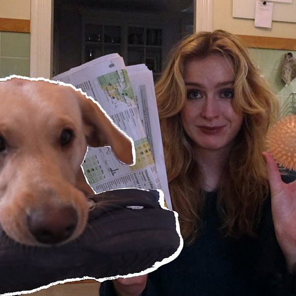 Kulturnyheternas reporter Mina Asp Romefors tränar sin hund att skådespela i ett kök.