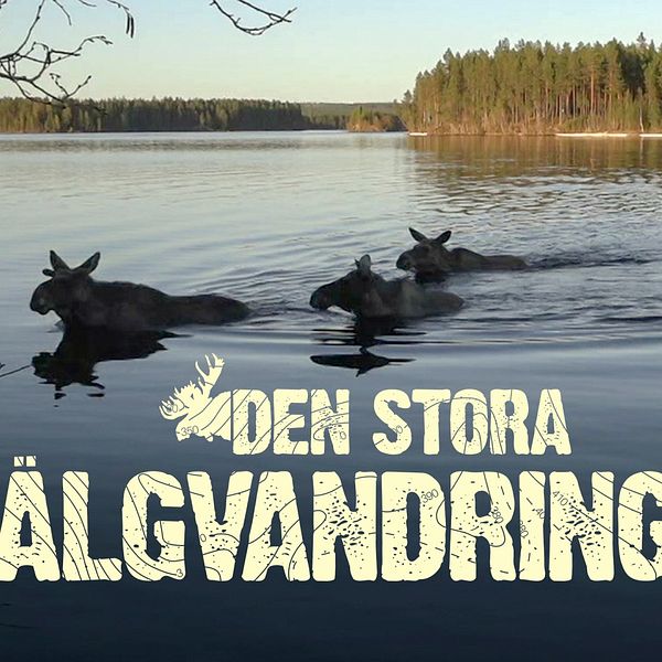 Fyra älgar simmar i en sjö,  texten ”Den stora älgvandringen”.