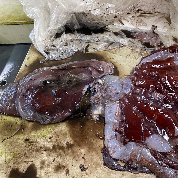 Bläckfisk som ligger på ett bord