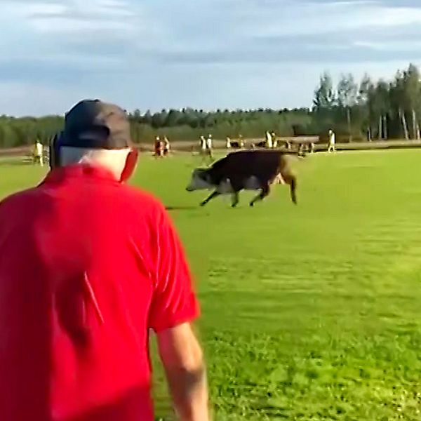 En ko stormar fotbollsmatchen i Ersnäs och en spelare flyr undan.