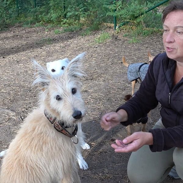 Hundägare sitter på knä med sina hundar