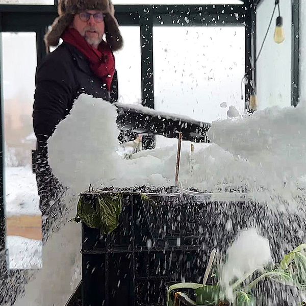 En person i en växthusmiljö sprutar snö från en skyffel över odlingarna. Snön flyger i luften och täcker växterna medan omgivningen är vit av snö. I bakgrunden syns trädgårdsverktyg och snöigt landskap utanför fönstret.