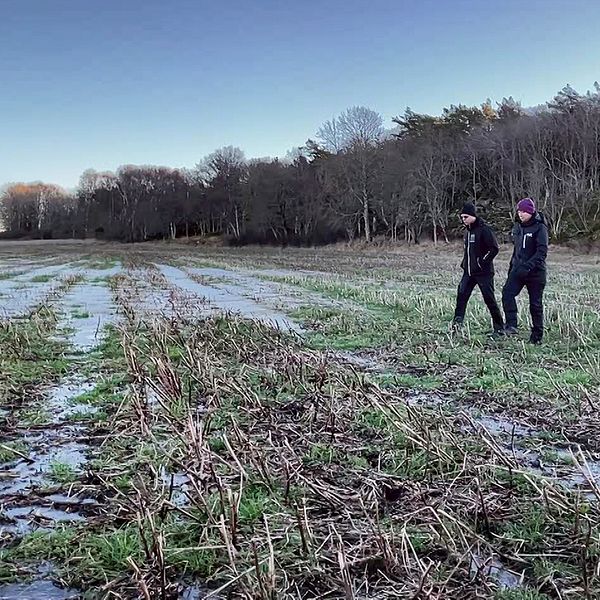 Två personer går genom en fält med blöta marker i Tanumshede, omgivna av träd i bakgrunden, under en klar himmel.