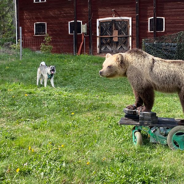 En grå jakthund står framför en röd lada – lite längre bort står en uppstoppad, brun björn på hjul.
