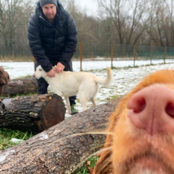 En rödbrun hund i förgrunden, hundkännaren syns i bakgrunden.