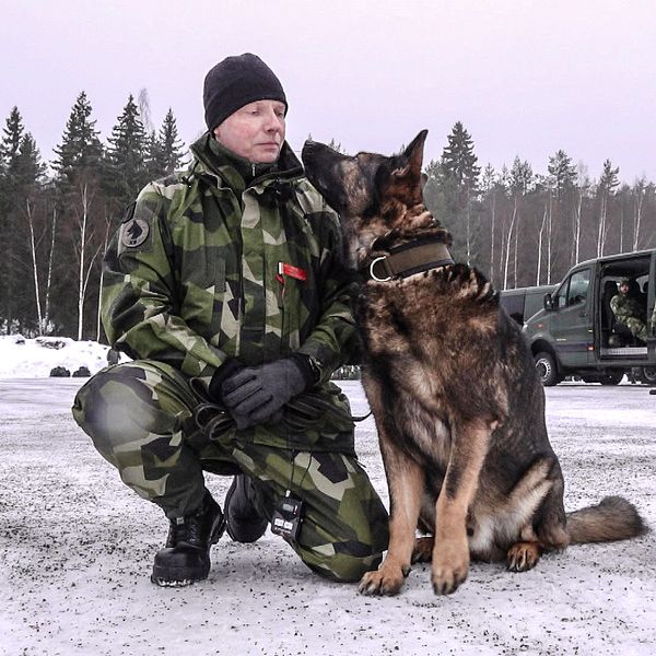 Hemvärnssoldaten Mats Hallin med sin hund Jango förbereder sig på övning med Dalregementsgruppen.