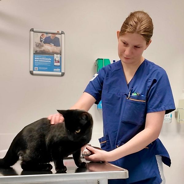 En svart katt på ett undersökningsbord, en djursjuksköterska i blått klappar katten