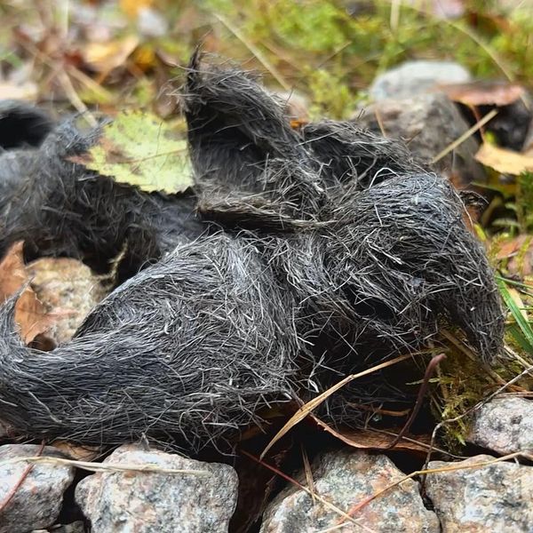 Vargspillning på skogsmark bland löv och stenar