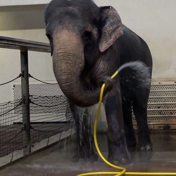 En elefant som duschar