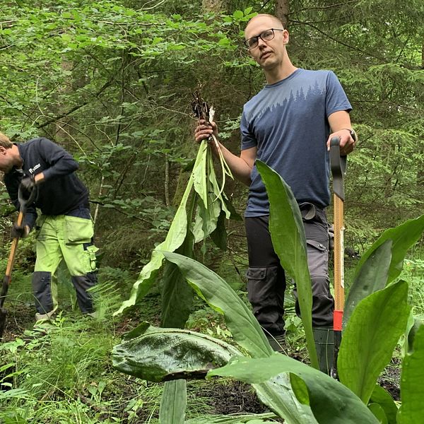 Naturvårdshandläggaren Christian Harlos på Länsstyrelsen i Halland bekämpar gula skunkkallor.