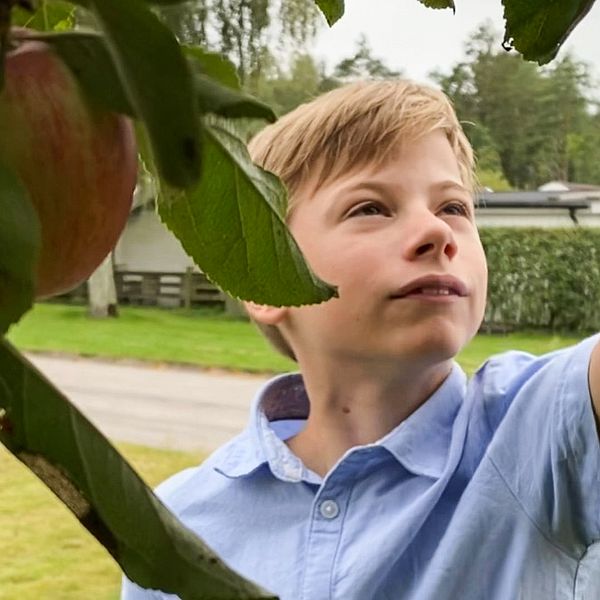 En pojke som står vid ett äppelträd och sträcker sig efter ett äpple.