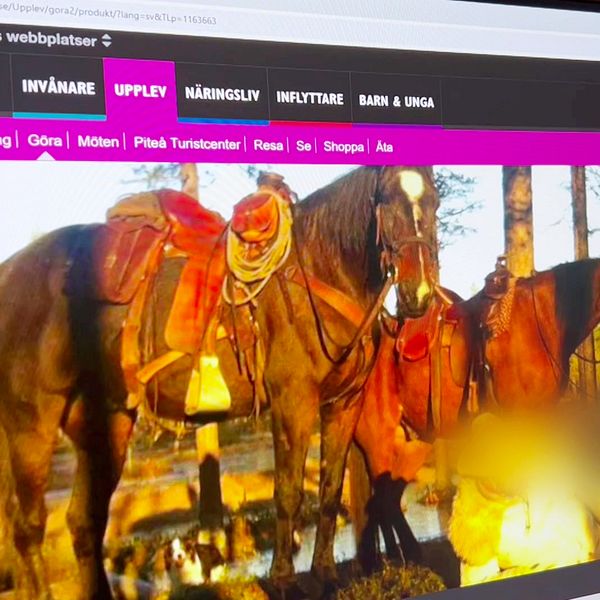 En dataskärm med Piteå kommuns hemsida uppe där de marknadsför hästprofilens verksamhet.