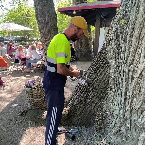 Person använder verktyg för att vaccinera almar i Kungsträdgården mot almsjuka