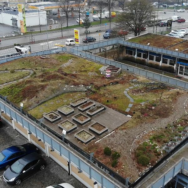 Augustenborgs takträdgårdars framtid är hotad