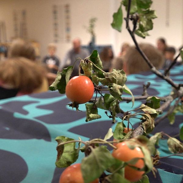 En orange tomat hänger på en lång kvist med gröna blad.