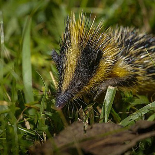 En liten gul och svart tenrec syns gå över gräs.