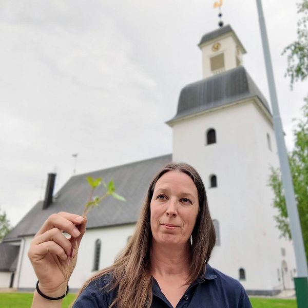 Länsttyrelsens samordnare av invasiva arter, Linda Backlun, håller i en jättebalsamin framför Kusmark kyrka.