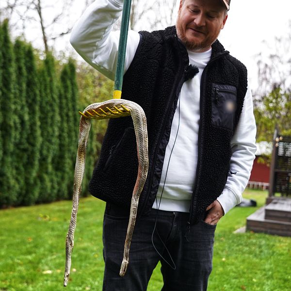 man med en kratta med en orm på i trädgård