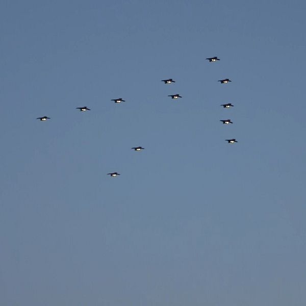 Julgransflygning