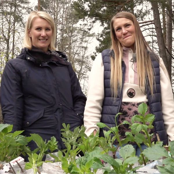 Två personer står utomhus vid bord med dahliaplantor i en skogsdunge.