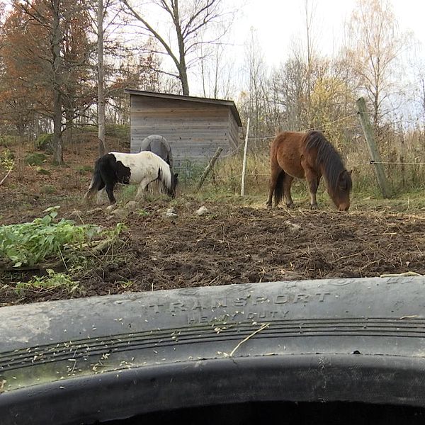 En bild på två hästar som betar.