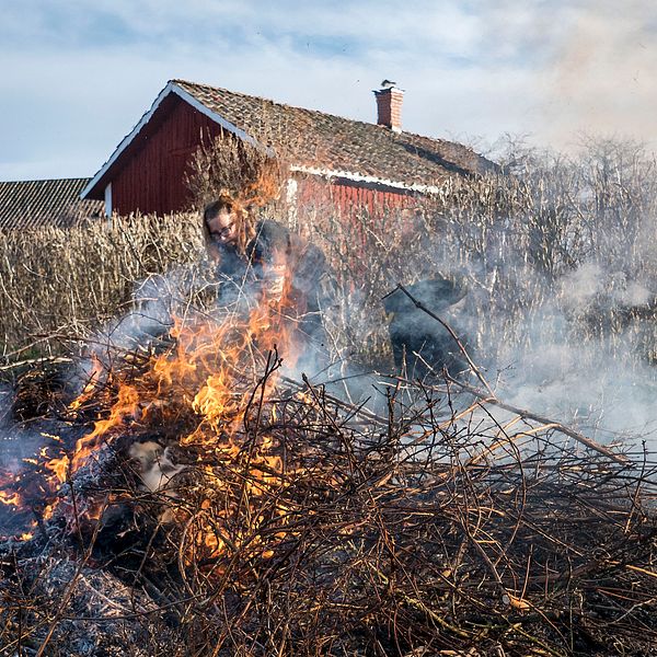 Man bränner grenar framför ladugårdar i lantlig miljö. Rök stiger från elden.