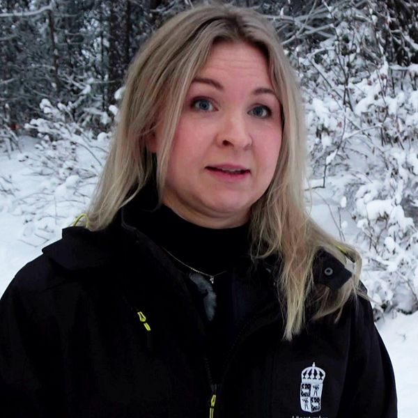 Rebecca Forsberg, vilthandläggare på Länsstyrelsen Norrbotten, intervjuas i en snöig skog
