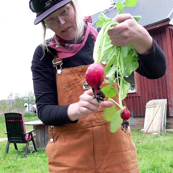 Linnea Lundkvist håller upp rädisor som hon odlat i Kirunas fjällvärld.