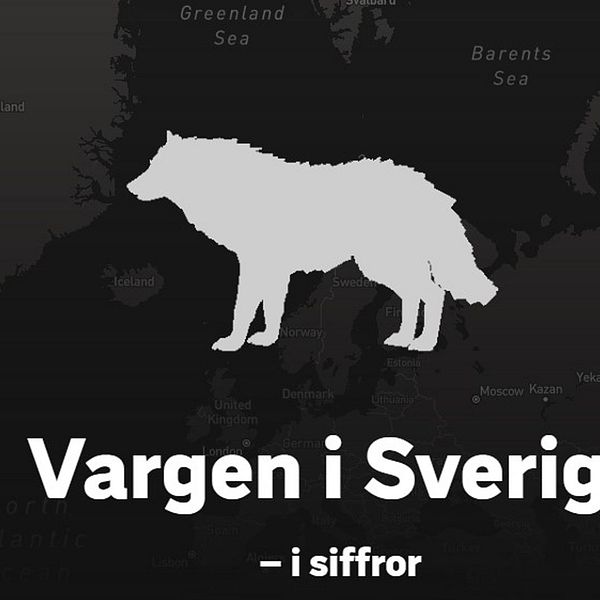 Vit animerad varg med svart bakgrund. Texten: ”Vargen i Sverige – i siffror”