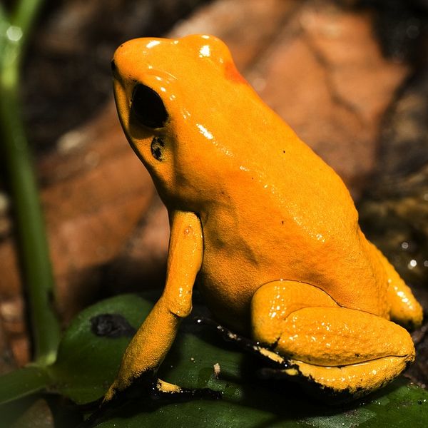 Bild på gyllene kokoigiftgroda, även känd som pilgiftsgroda med namnet Phyllobates terribilis, är den giftigaste alla pilgiftgrodor.